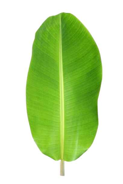 Banana Leaf
