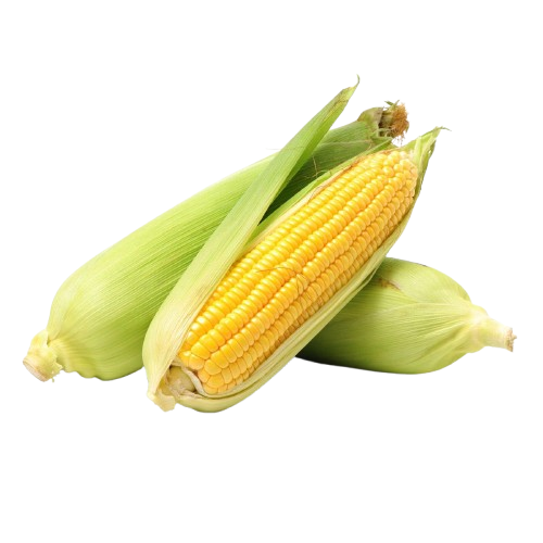 Corn