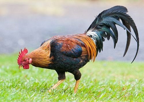 Country Rooster / Seval
