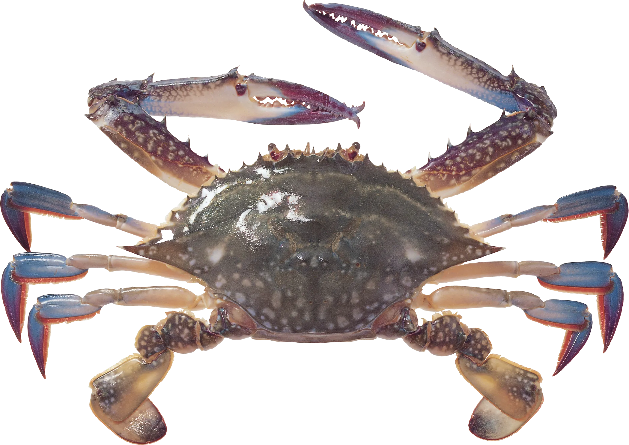 Crab