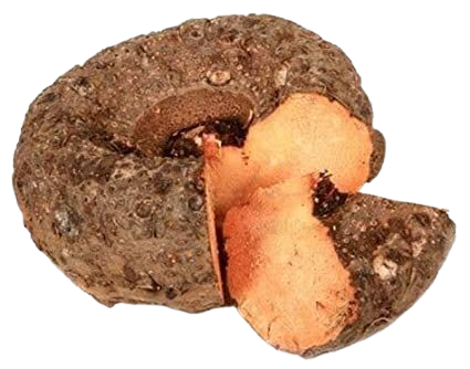 Elephant Yam