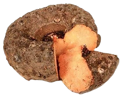 Elephant Yam