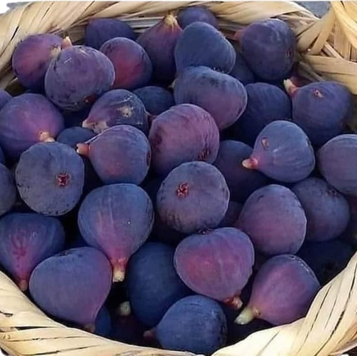 Fig Fruit