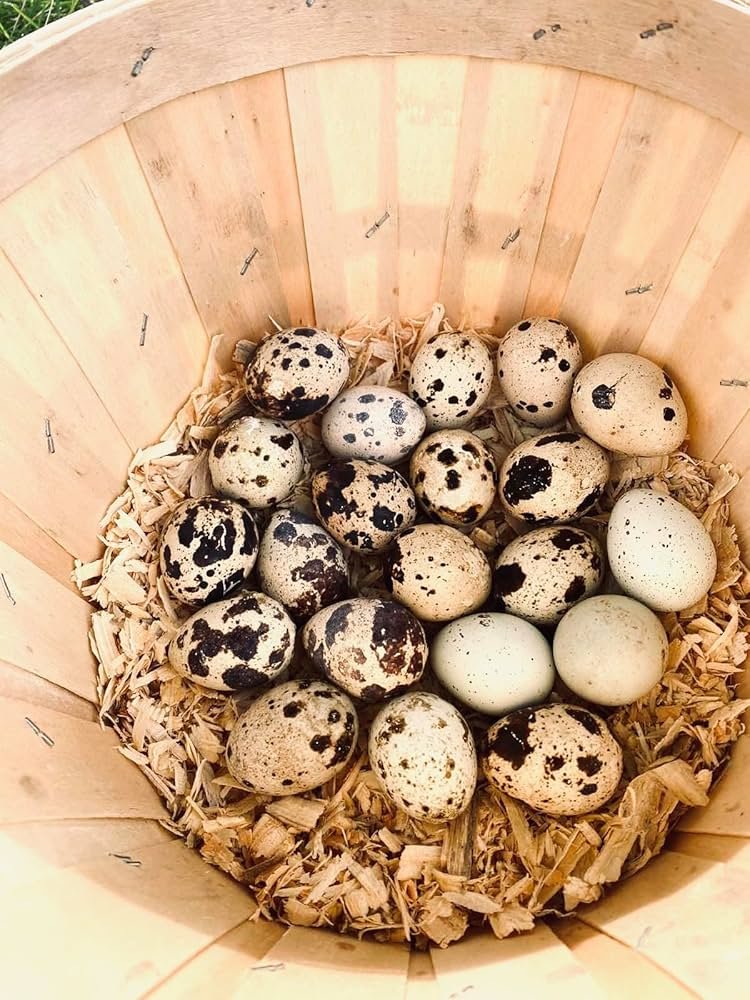 Quail Eggs