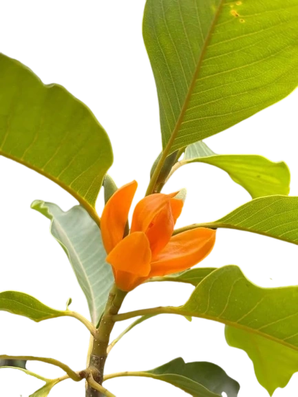 Sampangi Flower