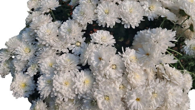 sevanthi poo(Chrysanthemum Flower)(white)