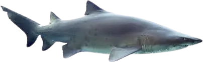 Shark Fish