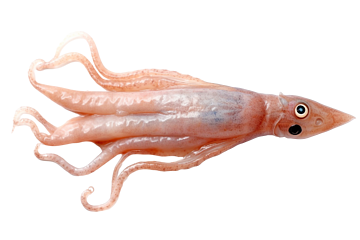 Squid