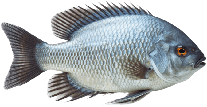 Tilapia