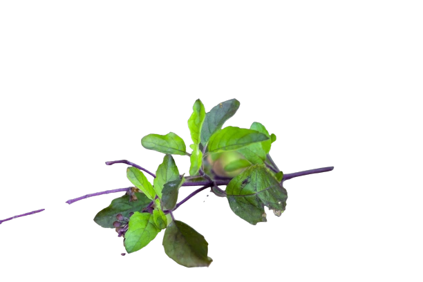 Tulsi Leaves